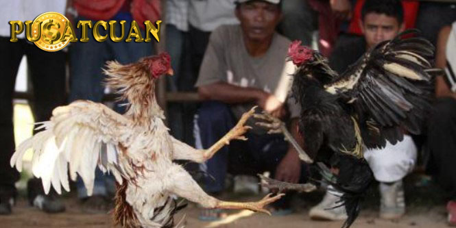 Sabung Ayam Offline